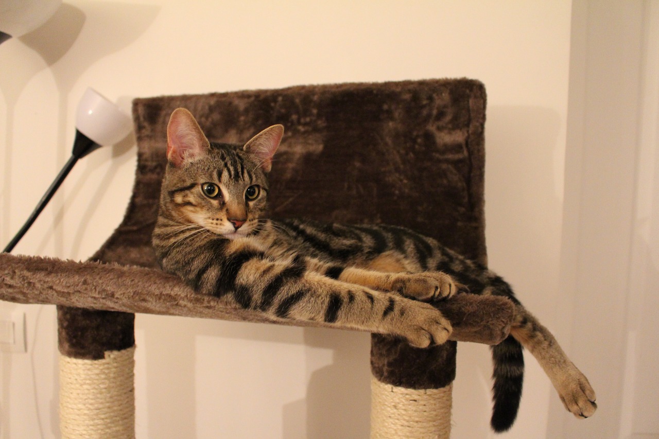 Les avantages des meubles de chats pour votre animal de compagnie