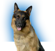Rhumatisme chez les chiens et chats : tout ce que vous devez savoir