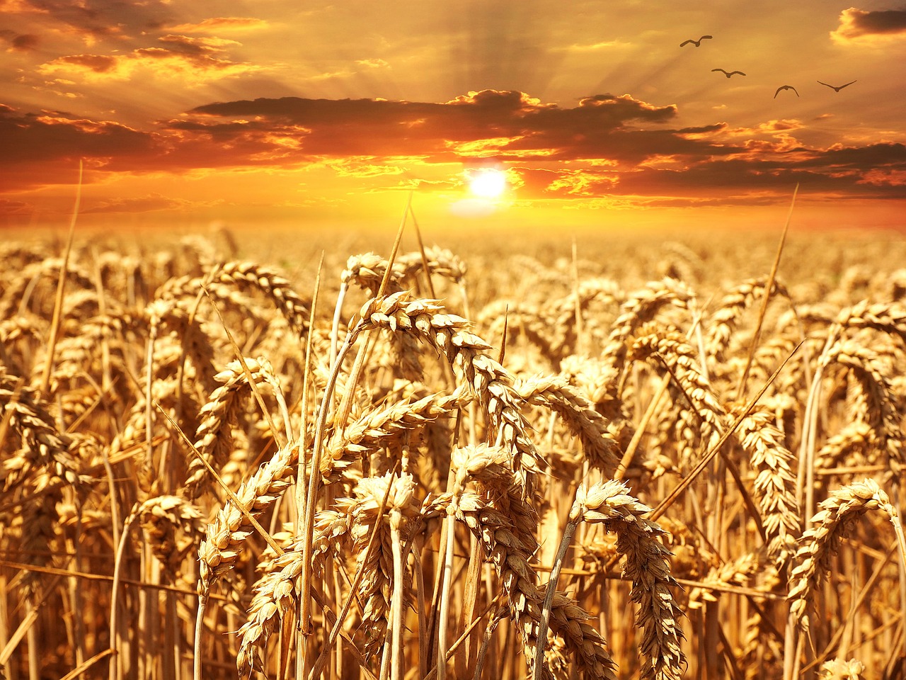 Le marché du bio c’est très règlementé