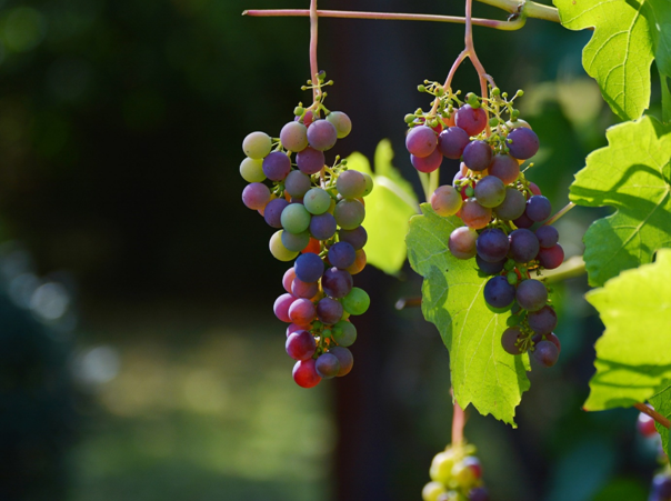 Pourquoi choisir la Vallée du Rhône pour son futur domaine viticole ?