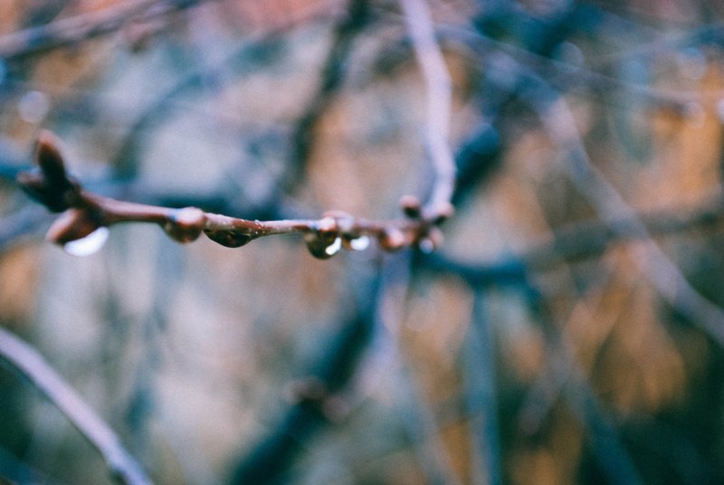 Découvrez la puissance des bourgeons pour vous soigner