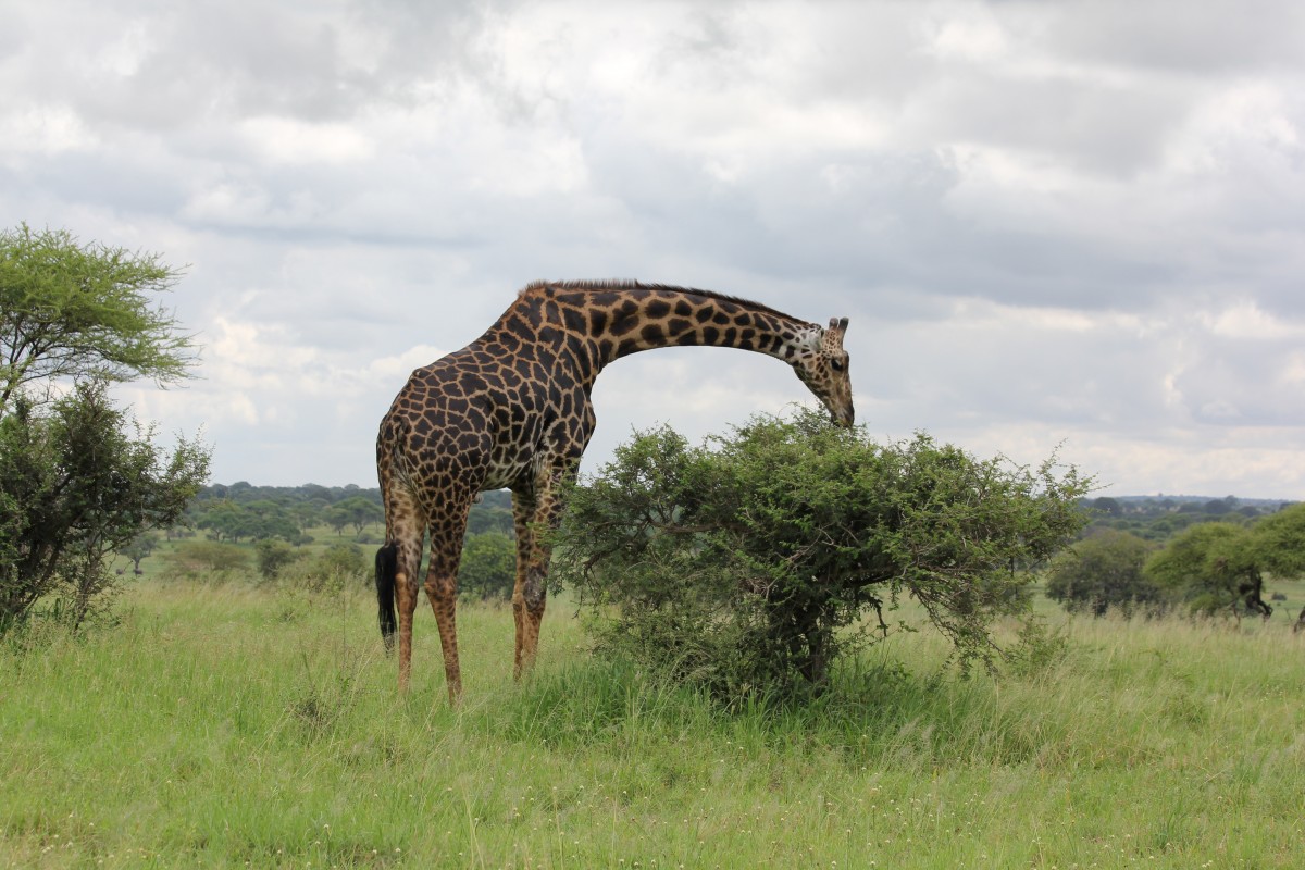 Quelques lieux ravissants à voir lors d’un séjour en Tanzanie