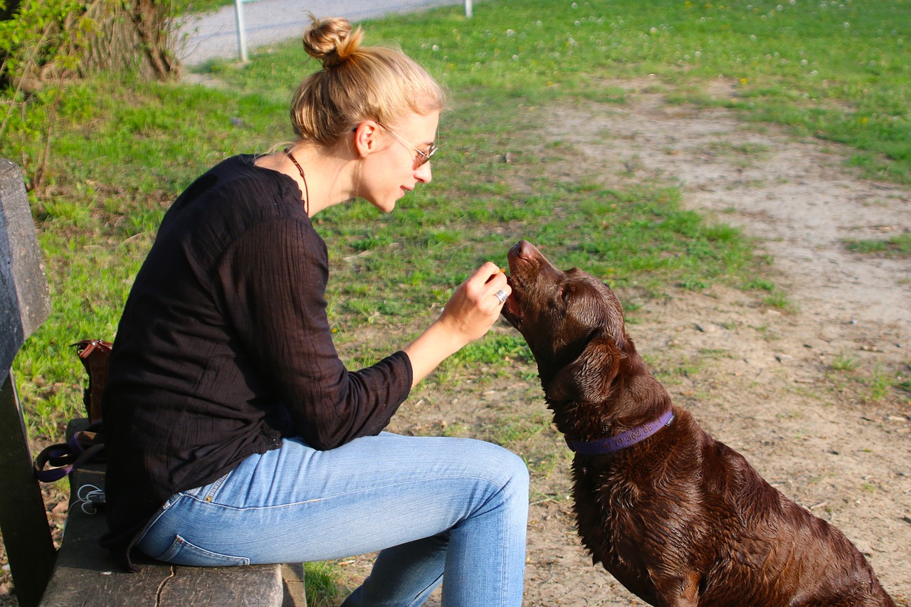 Adopter un bon dressage canin pour avoir un chien docile