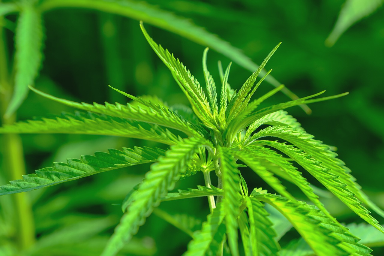 Fleurs de CBD : Que sont-elles ?