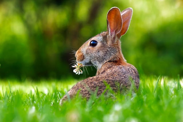 Alimentation lapins
