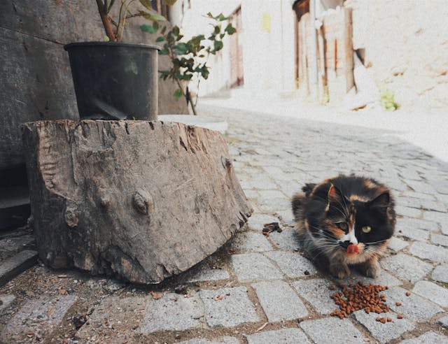 Bonne santé de votre chat