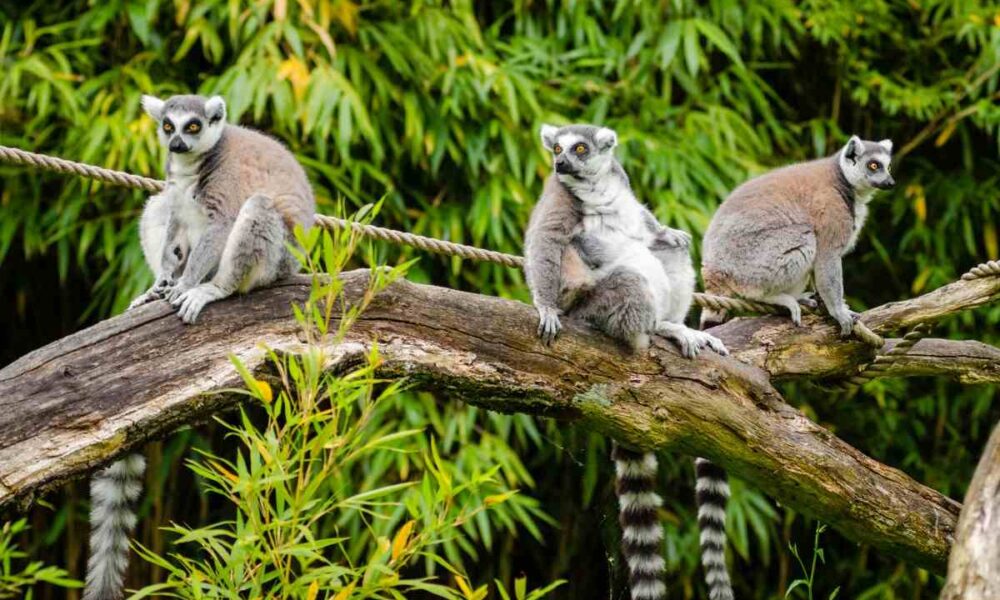 Madagascar